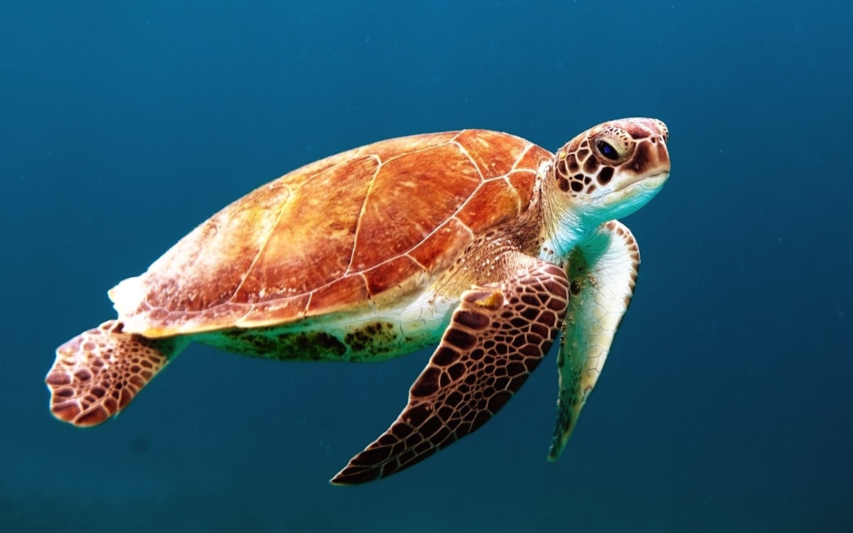 10 Extraordinary Animal Facts That Will Change How You See the Na [...