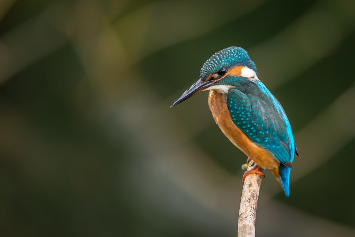 Birdwatching for Beginners [2026]: The Complete Starting Guide