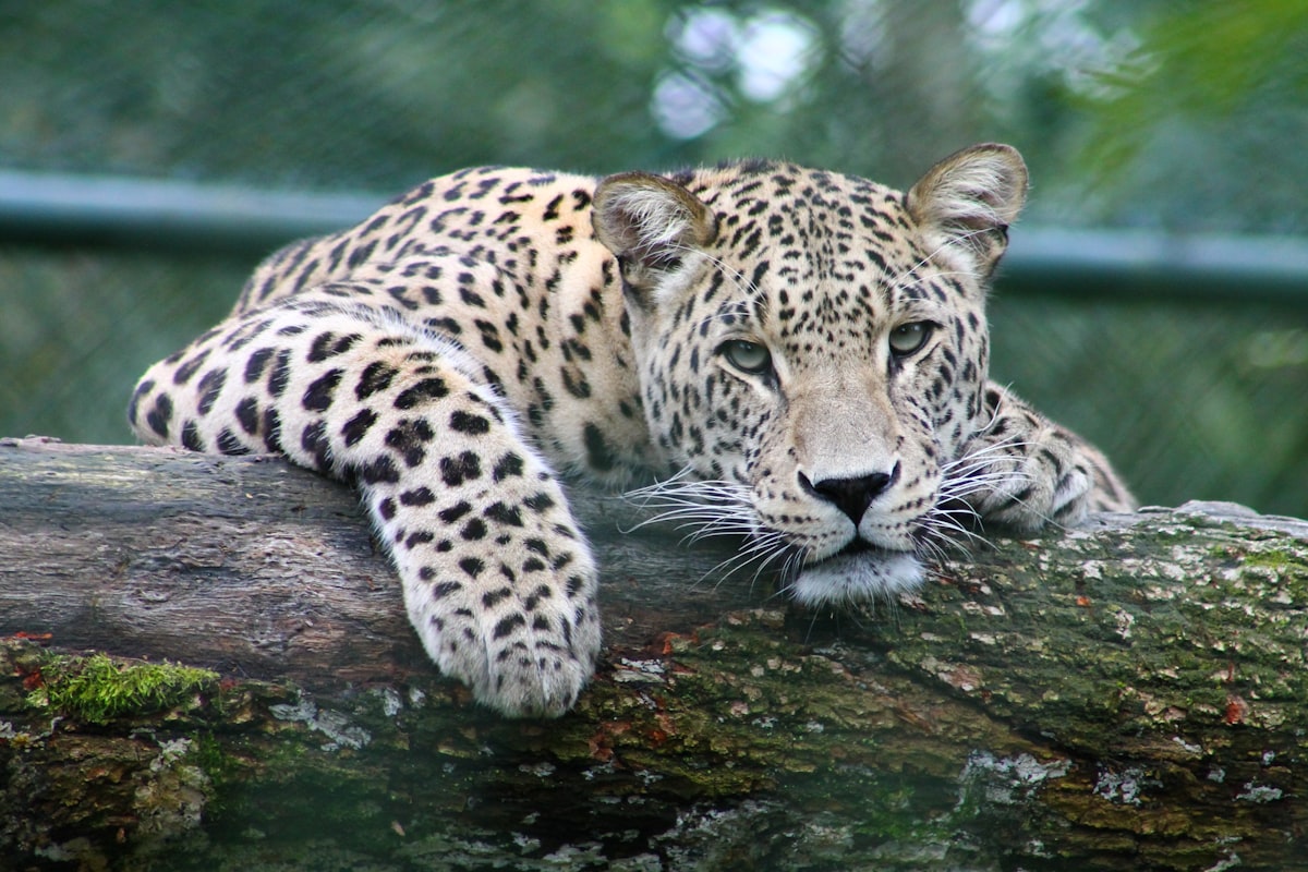 Wildlife Watching Guide [2026]: How to Observe Animals in the Wild