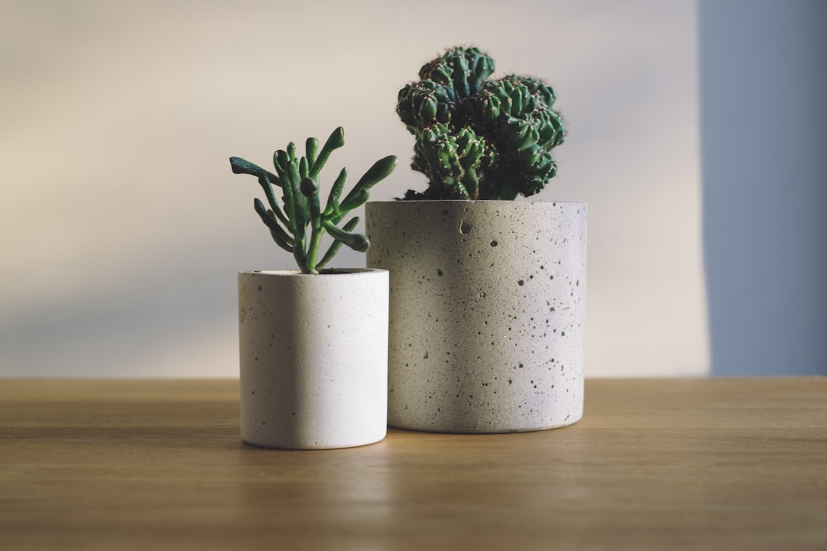 Houseplants: The Honest Guide to Keeping Them Alive [2026]