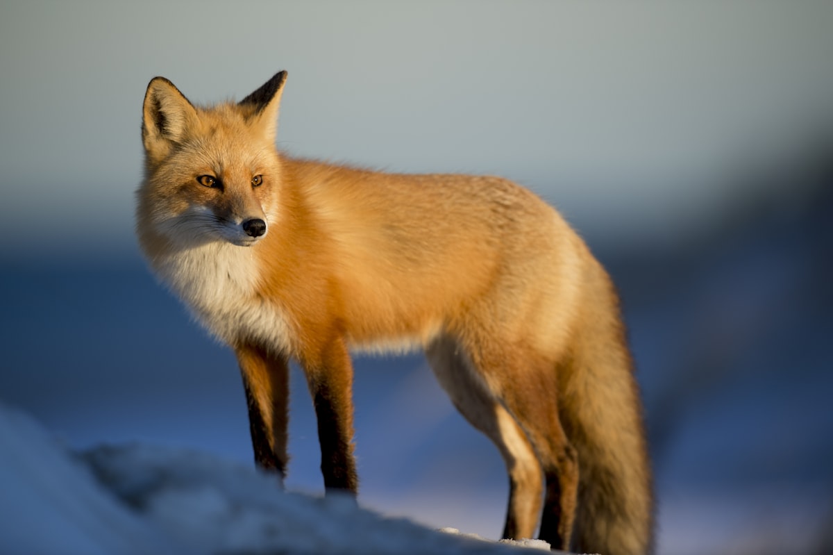 The Wildlife Living in Your City (And How to Coexist With It) [2026]