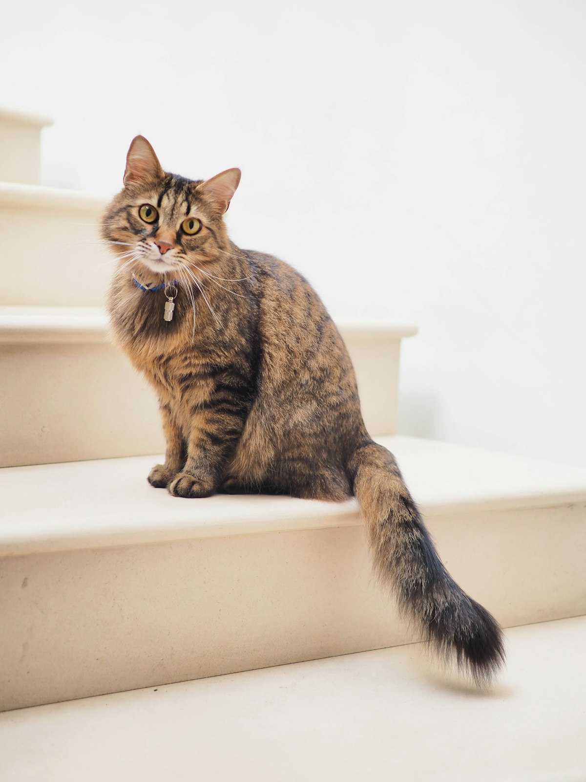 First-Time Cat Owner Guide: 9 Mistakes That Cost Time and Money [2026]