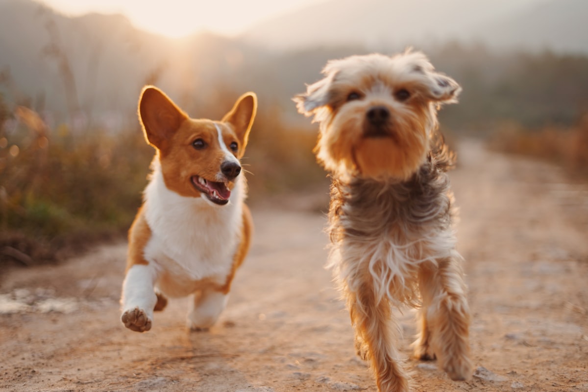 Pet Insurance in [2026]: Is It Worth It? Complete Buyer's Guide