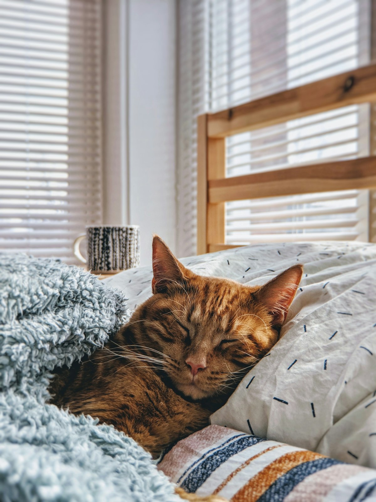 Cat Health Basics [2026]: What Every Owner Needs to Know