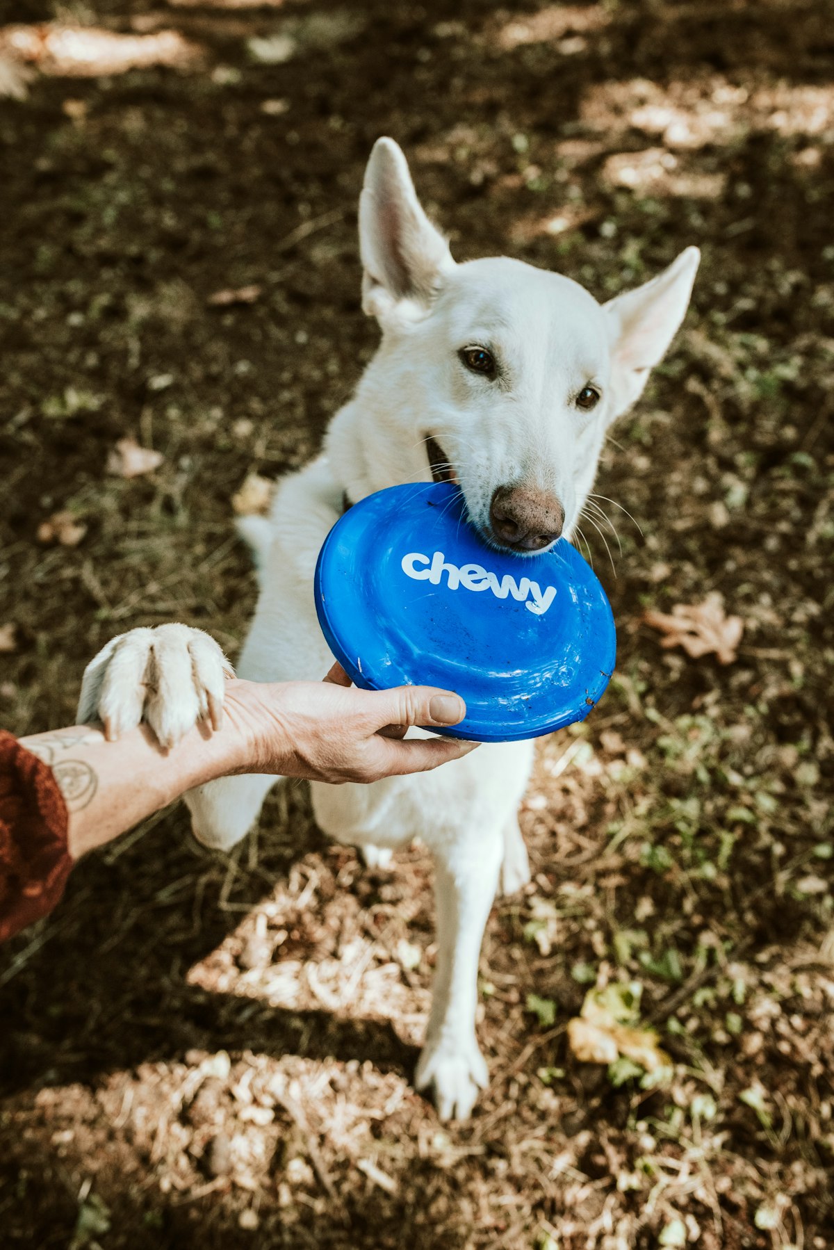Dog Training [2026]: 7 Commands Every Dog Should Know by Month 3