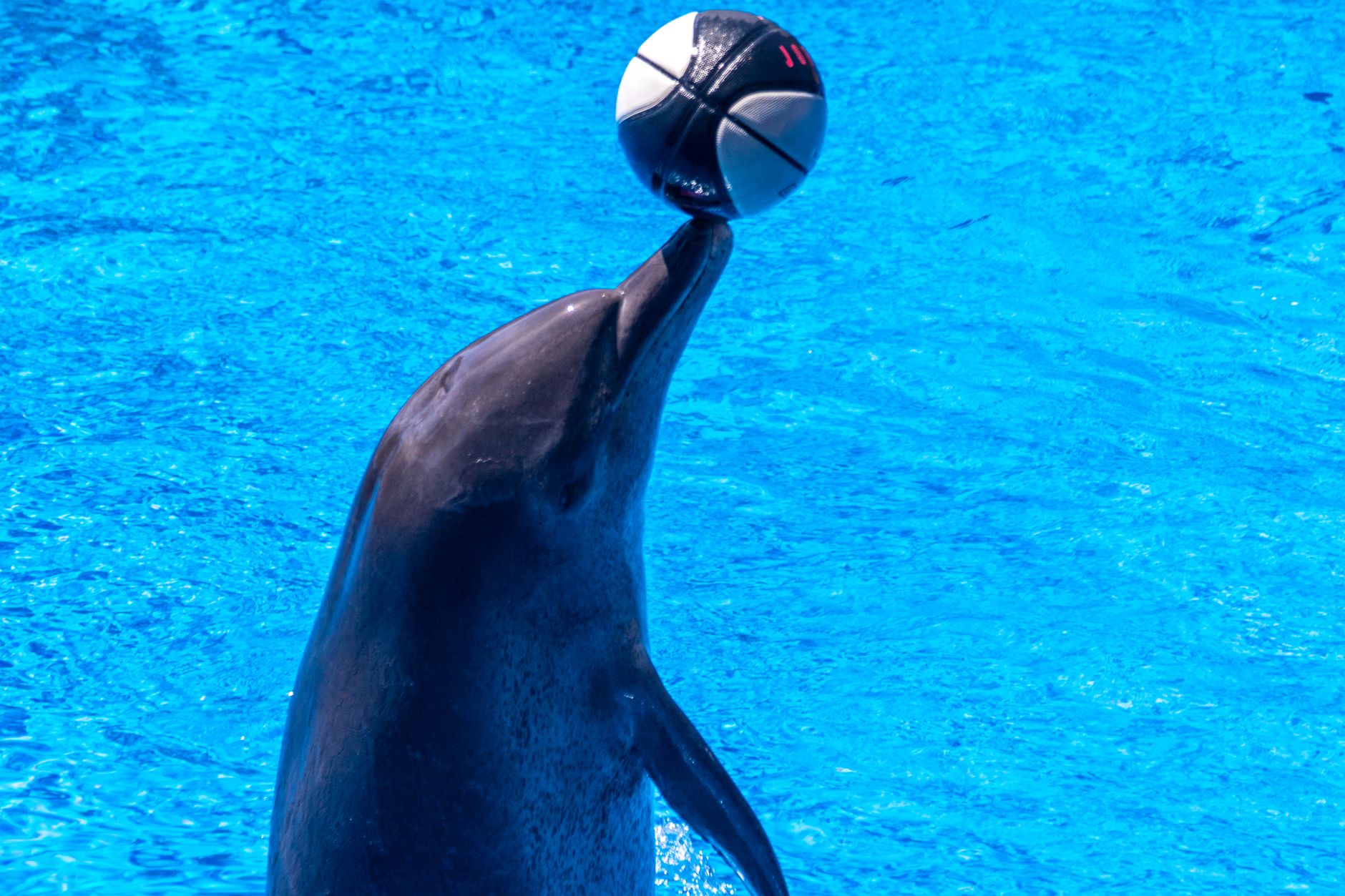 Animal Intelligence [2026]: What Science Shows About How Other Species Think