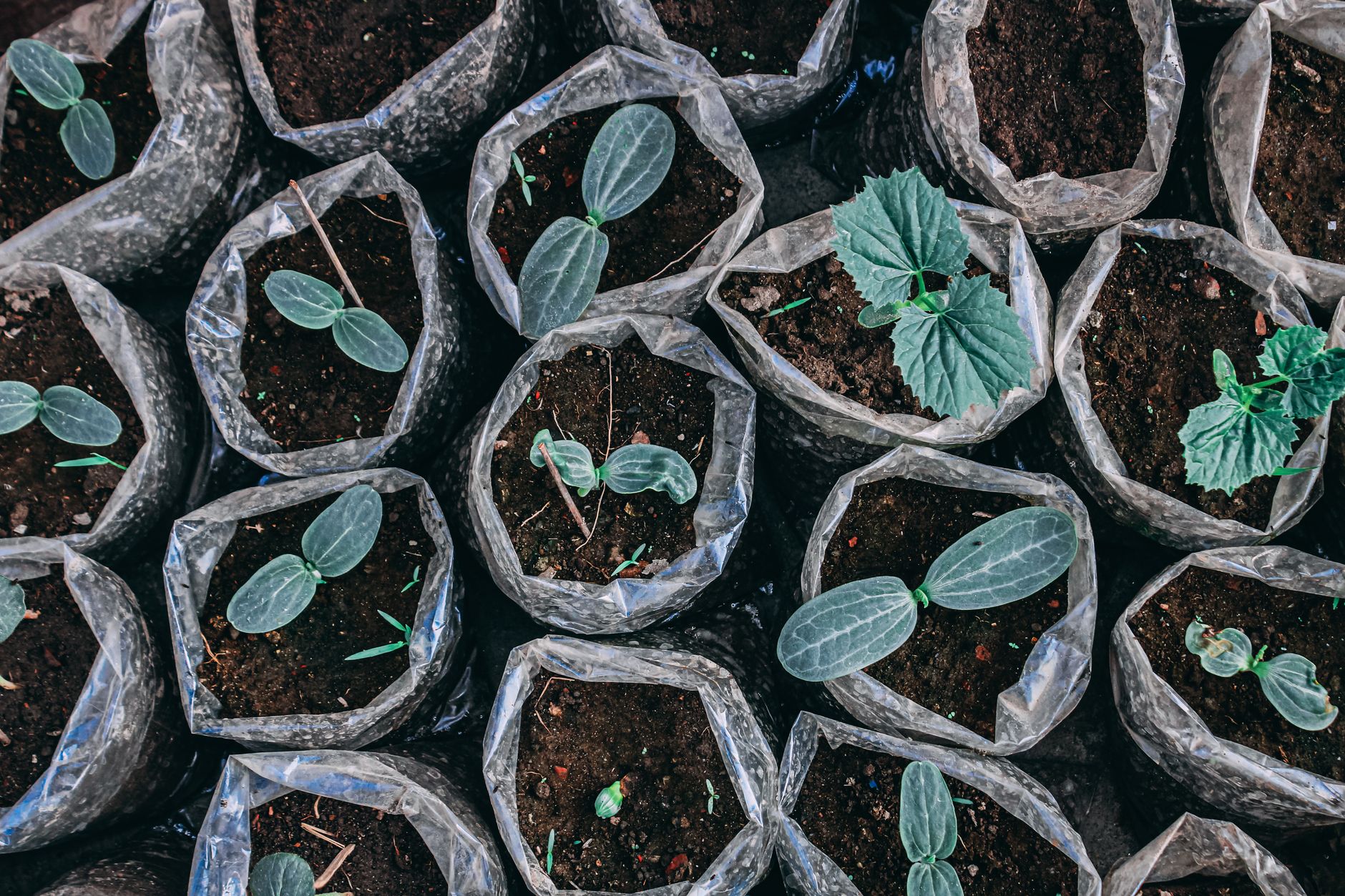 Starting a Vegetable Garden [2026]: The Honest Guide for Complete Beginners