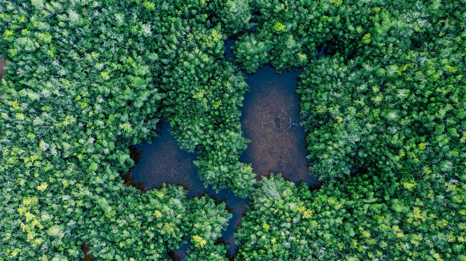 The Biodiversity Crisis [2026]: What Is Actually Happening and Why It Matters