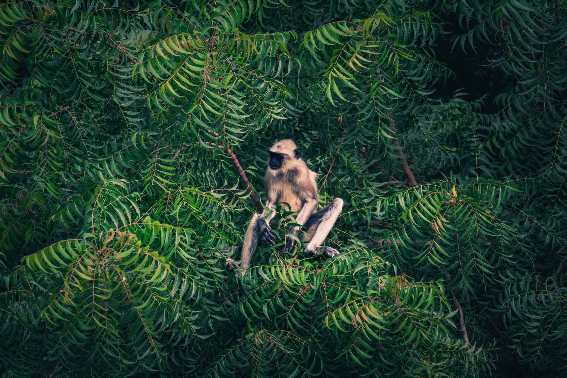 Biodiversity Loss [2026]: Why Scientists Call It the Sixth Mass Extinction