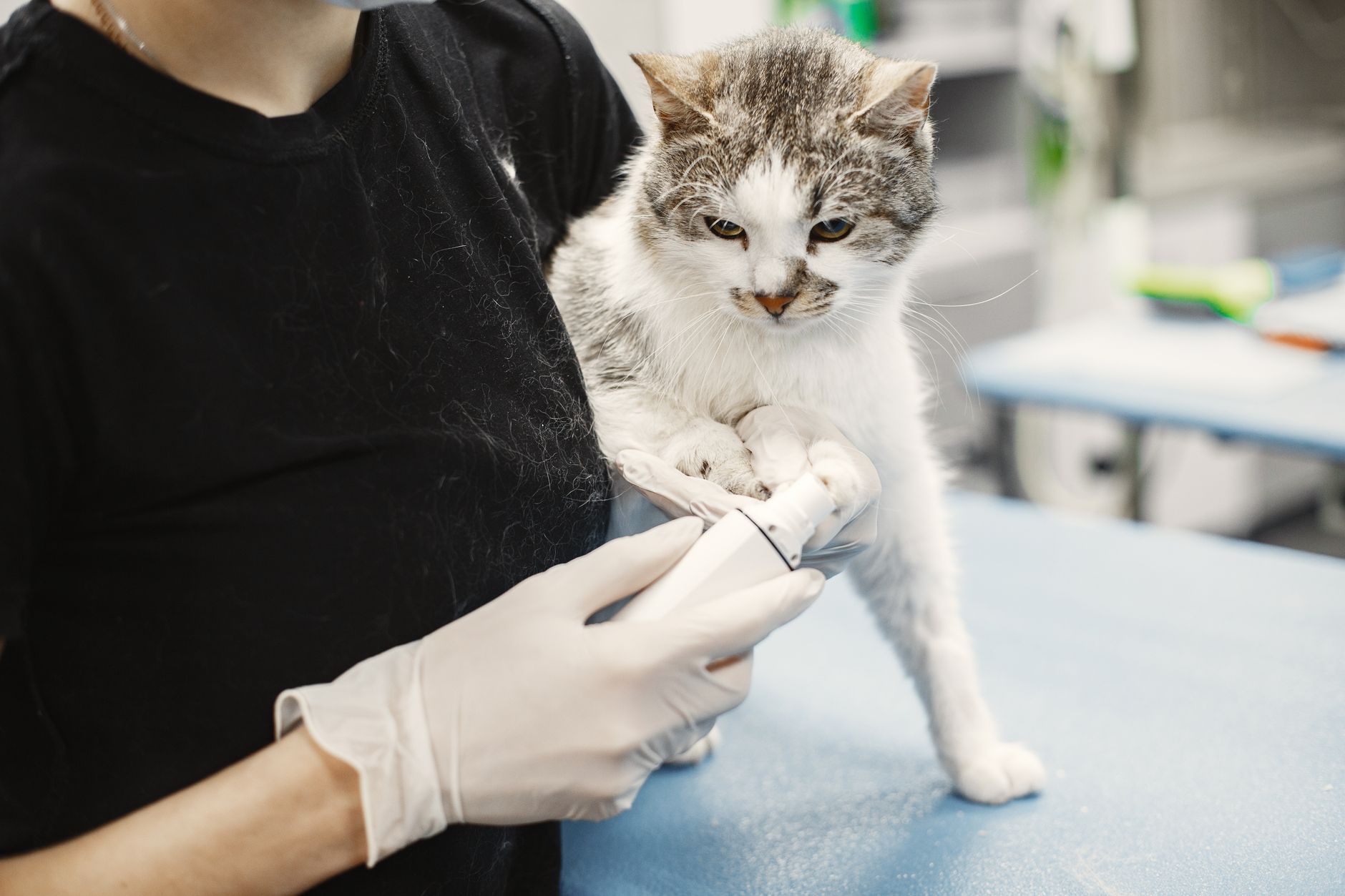 Cat Health [2026]: The Conditions Most Likely to Affect Your Cat and How to Spot Them