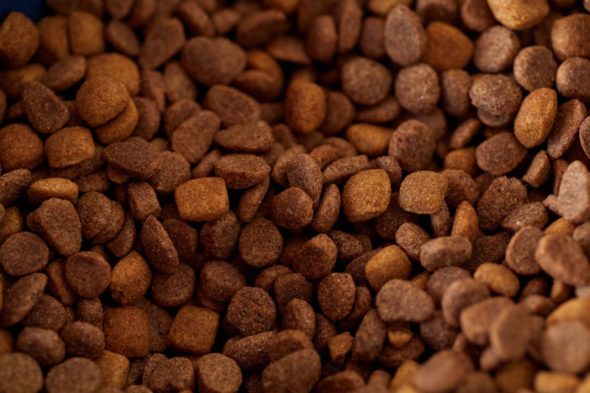 Dog Food Science [2026]: What Veterinary Nutritionists Actually Recommend