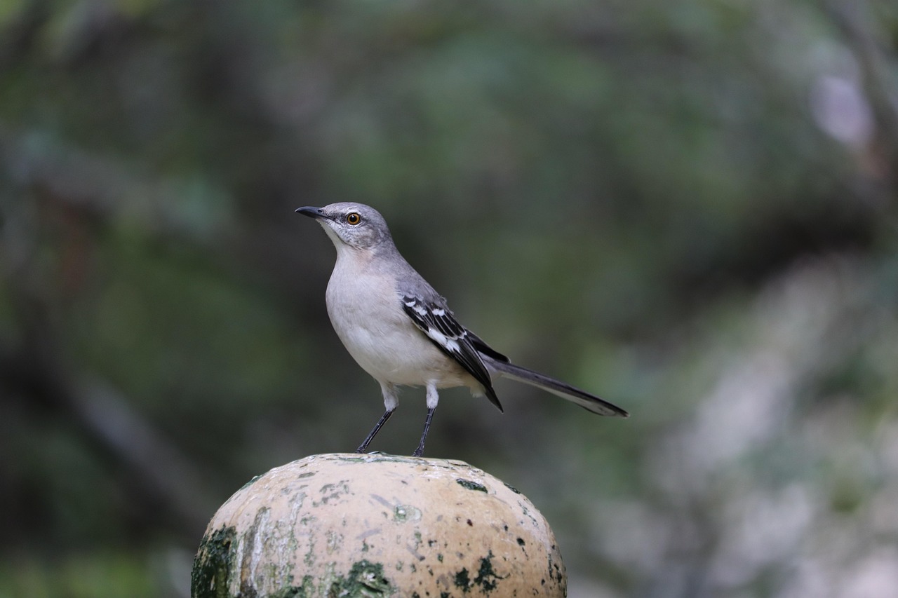 Backyard Wildlife [2026]: 7 Ways to Attract Birds and Beneficial An...