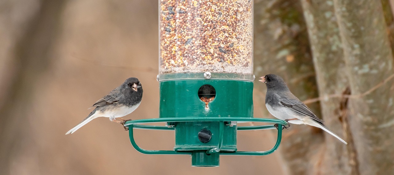Backyard Wildlife [2026]: 7 Ways to Attract Birds and Beneficial An...