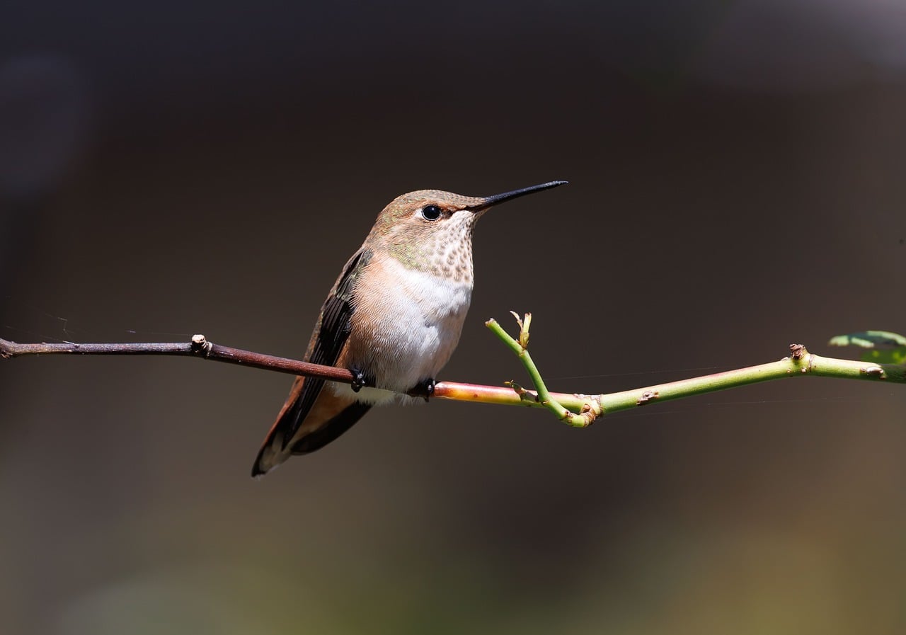 Creating a Wildlife-Friendly Backyard: What Actually Works [2026]