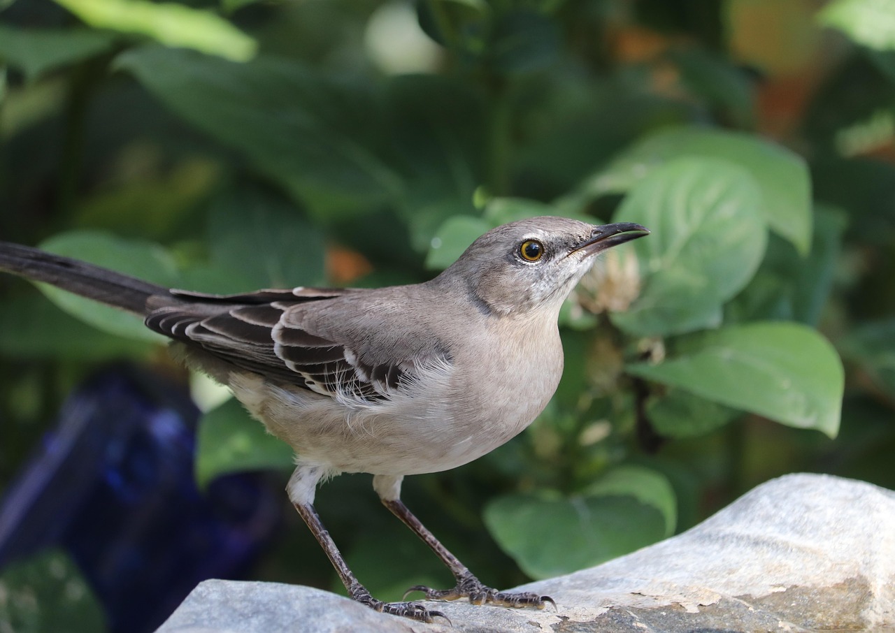 Creating a Wildlife-Friendly Backyard: What Actually Works [2026]