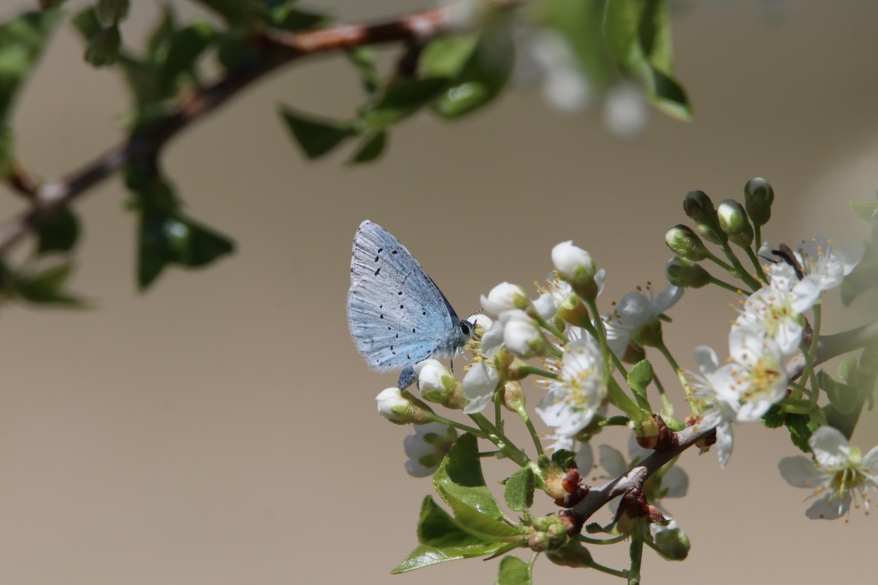 The Biodiversity Crisis in [2026]: What's Happening and What It Means