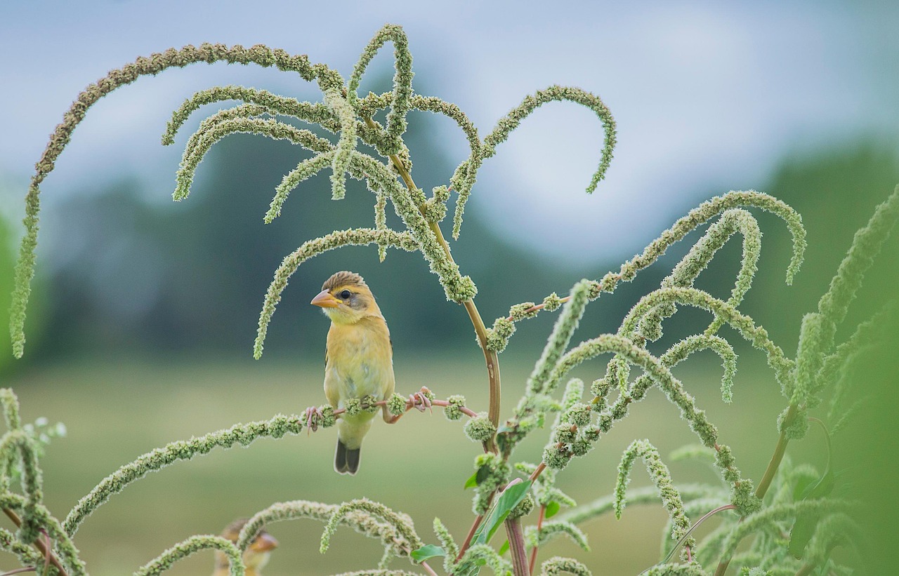 The Biodiversity Crisis in [2026]: What's Happening and What It Means