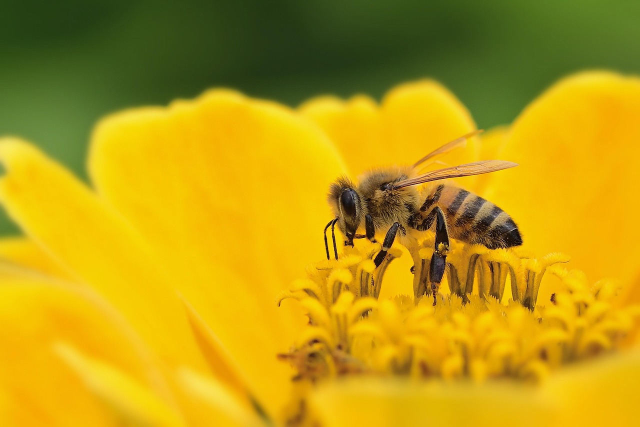 Biodiversity Loss in 2026: The Honest Guide to the Sixth Mass Extinction