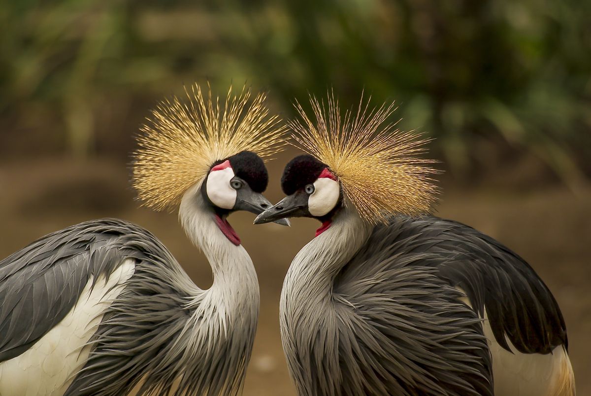 Getting Serious About Birdwatching in 2026: Moving Beyond the Feeder