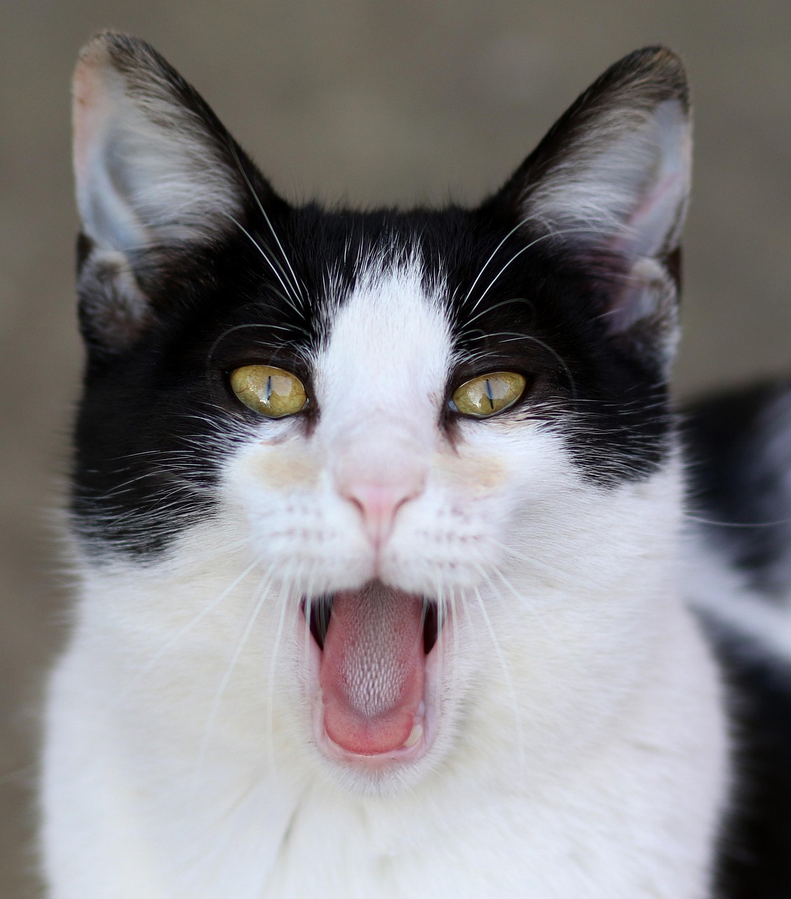 Cat Body Language in 2026: What Your Cat Is Actually Telling You
