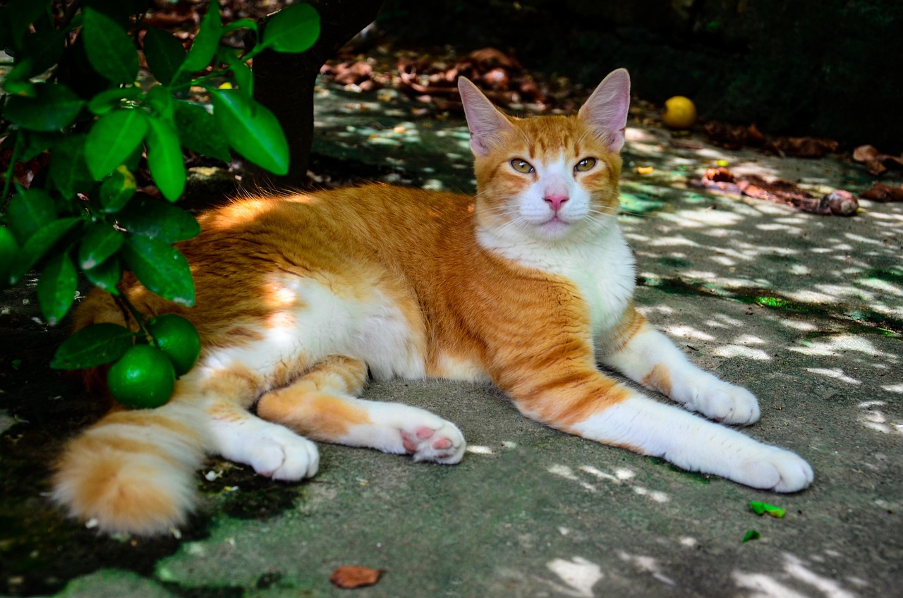 Cat Body Language in 2026: What Your Cat Is Actually Telling You
