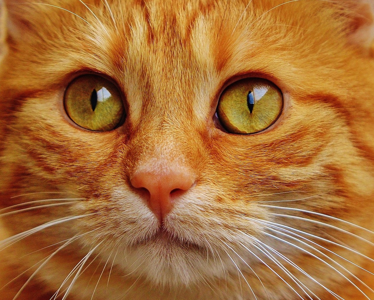 Cat Health Guide [2026]: 7 Signs Your Cat Is Sick (Most Owners Miss)
