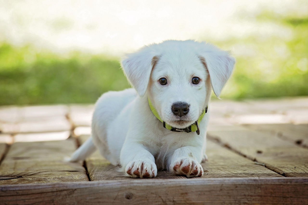 What Your Dog Actually Needs to Eat (Without the Marketing) [2026]