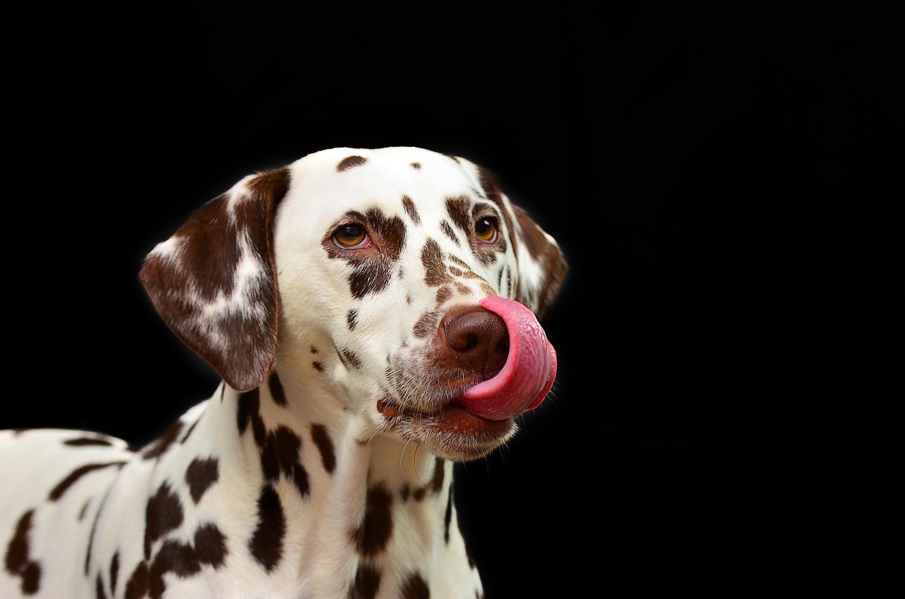 Dog Separation Anxiety in 2026: What It Actually Is and What Treatment Looks Like
