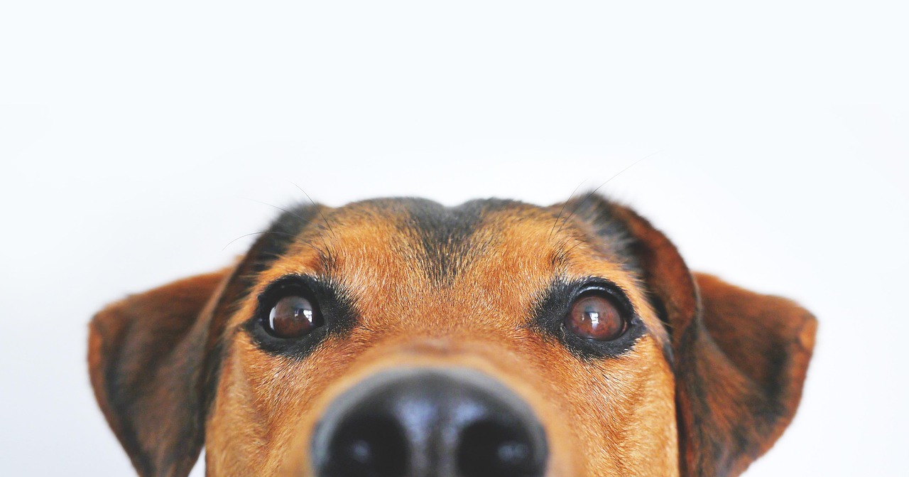 Dog Separation Anxiety in 2026: What It Actually Is and What Treatment Looks Like