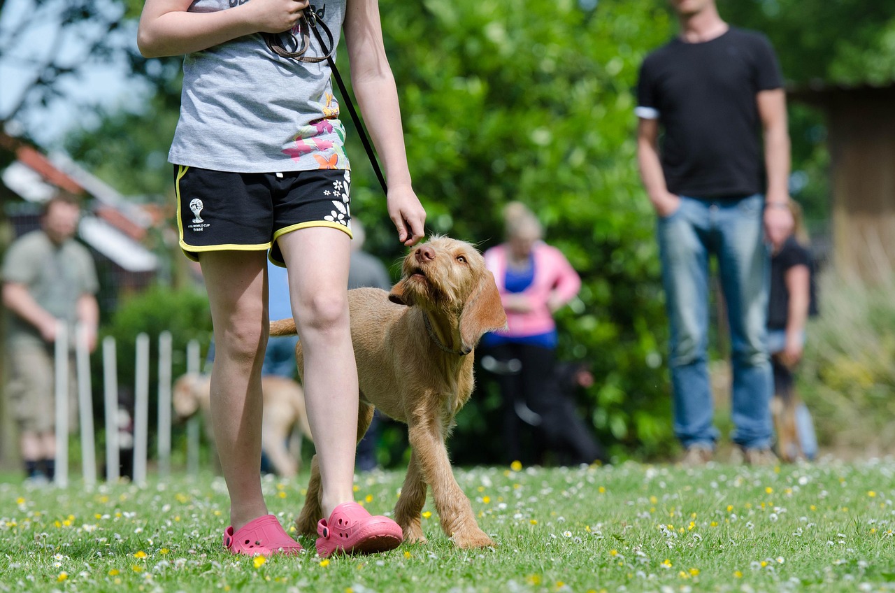 Dog Training for Beginners [2026]: 7 Commands Every Dog Should Know