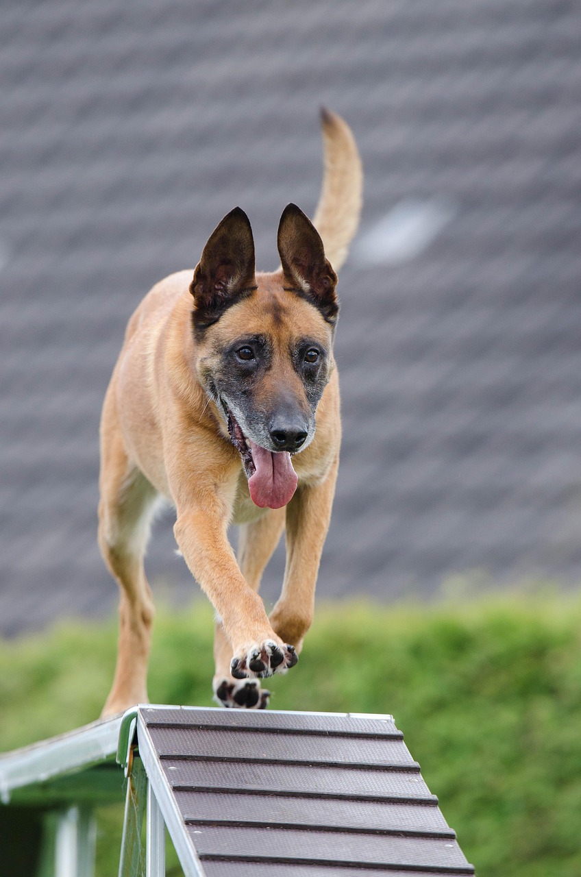 Dog Training: What Modern Science Says vs. Old-School Methods [2026]