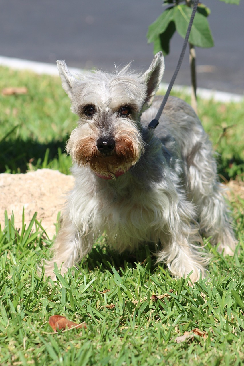 Dog Training: What Modern Science Says vs. Old-School Methods [2026]
