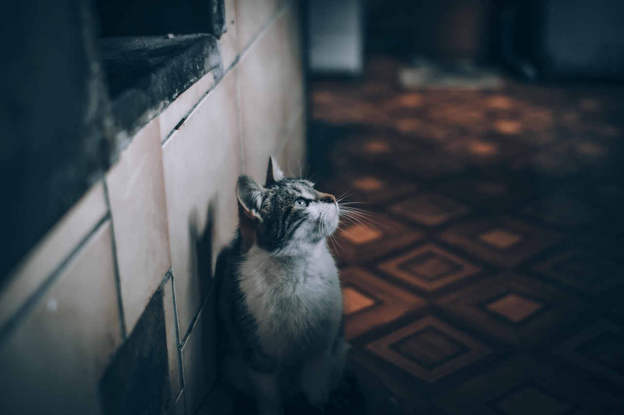House Hacking [2026]: How to Live for Free (or Close to It)