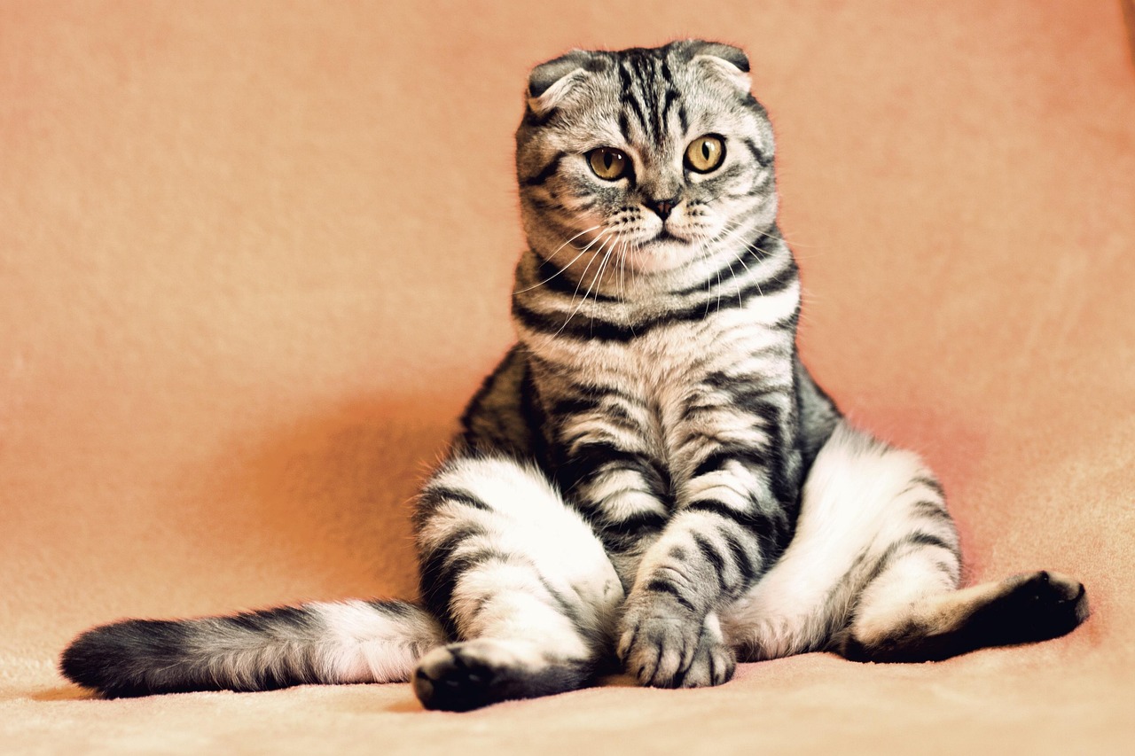 Indoor Cats in 2026: The Honest Guide to Keeping Cats Happy Inside