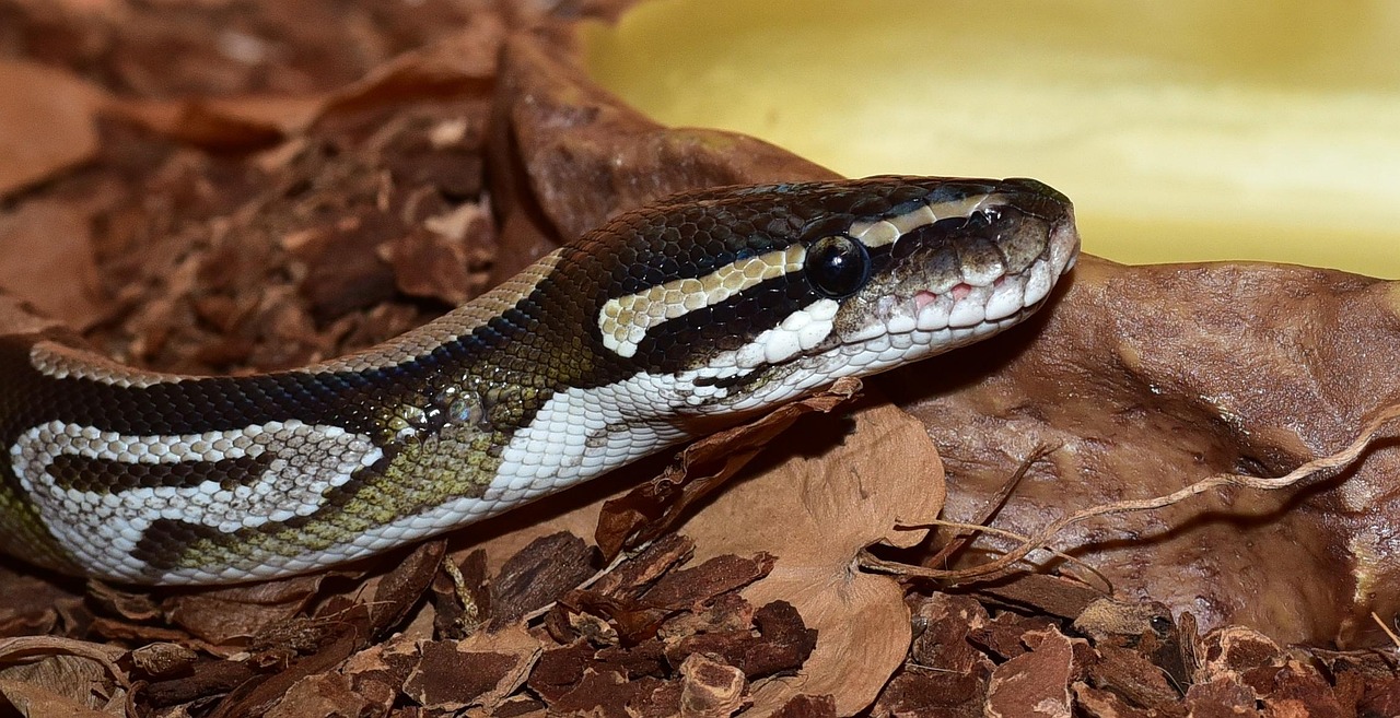 Learning Python in 2026: The Honest Roadmap for Complete Beginners