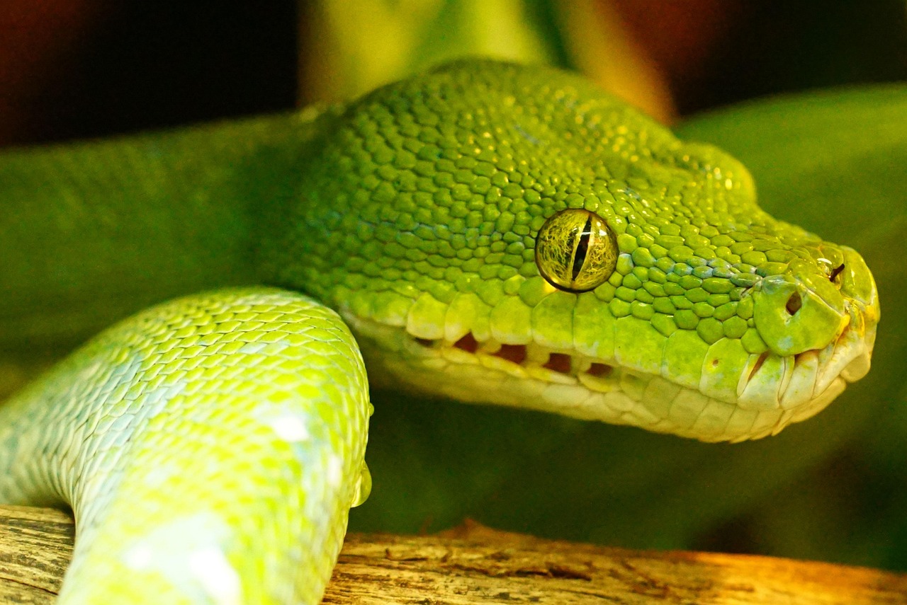 Learning Python in 2026: The Honest Timeline and What to Build First