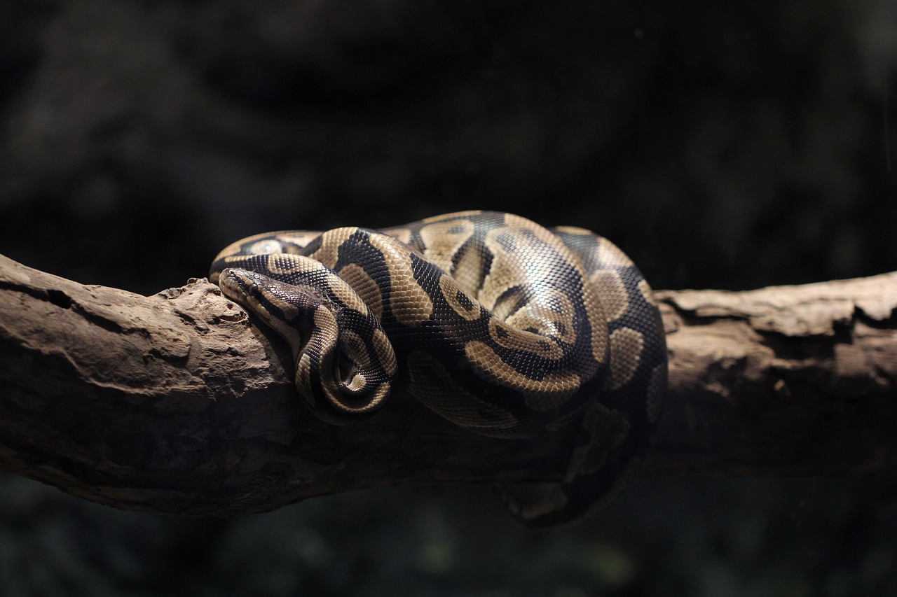Learning Python in 2026: The Honest Timeline and What to Build First