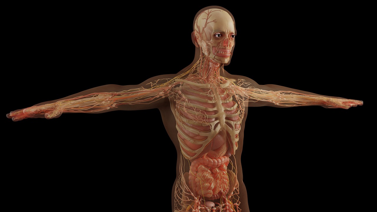 Microplastics and Human Health [2026]: What Research Shows