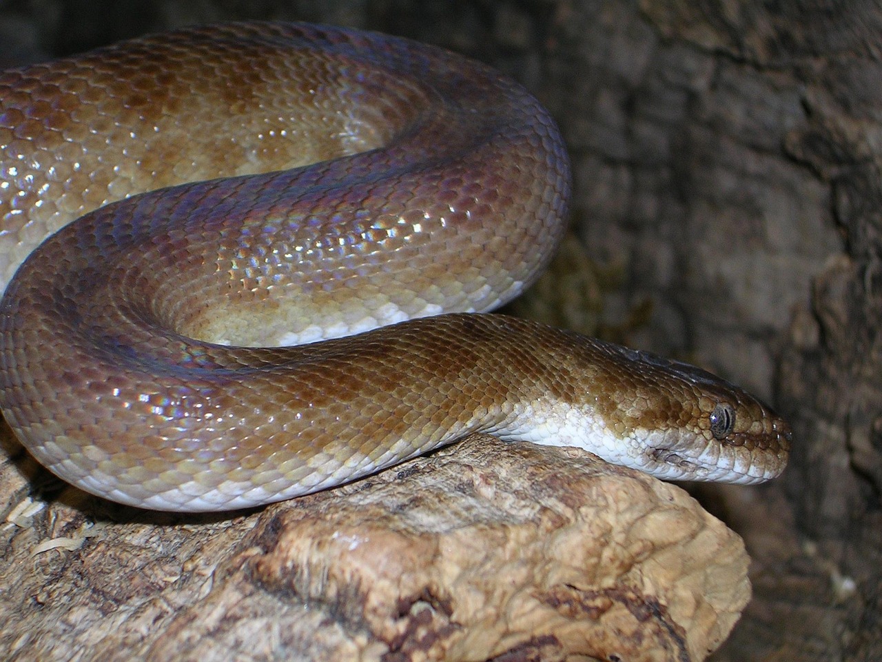 Python for Data Analysis [2026]: Where to Start and What to Learn