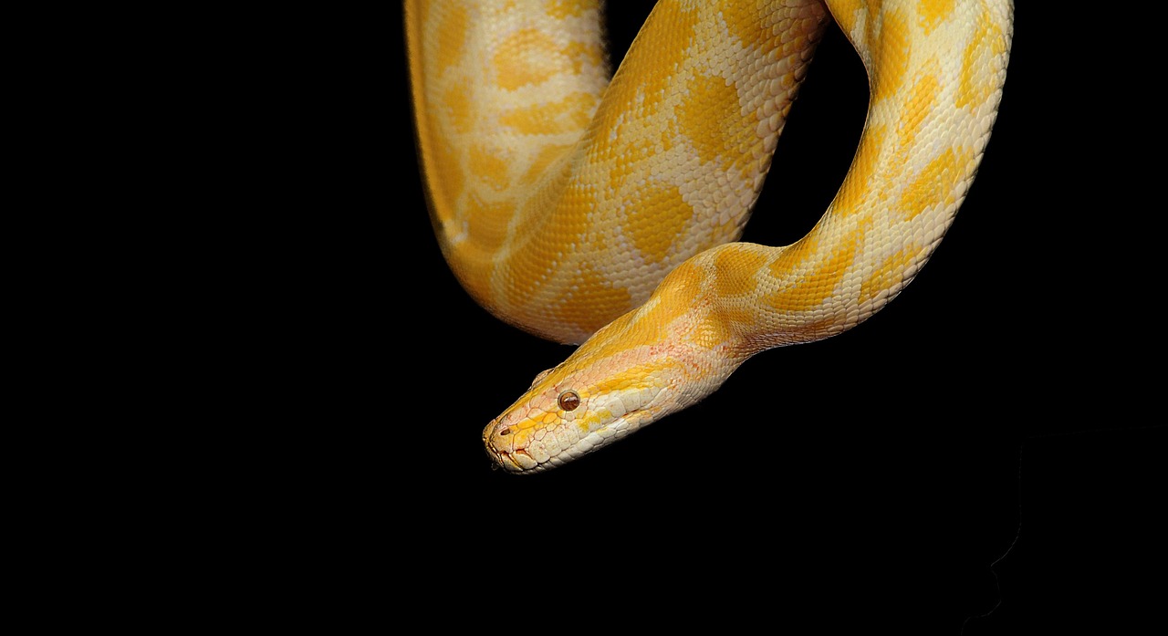 Python for Beginners [2026]: What to Learn First and What to Skip