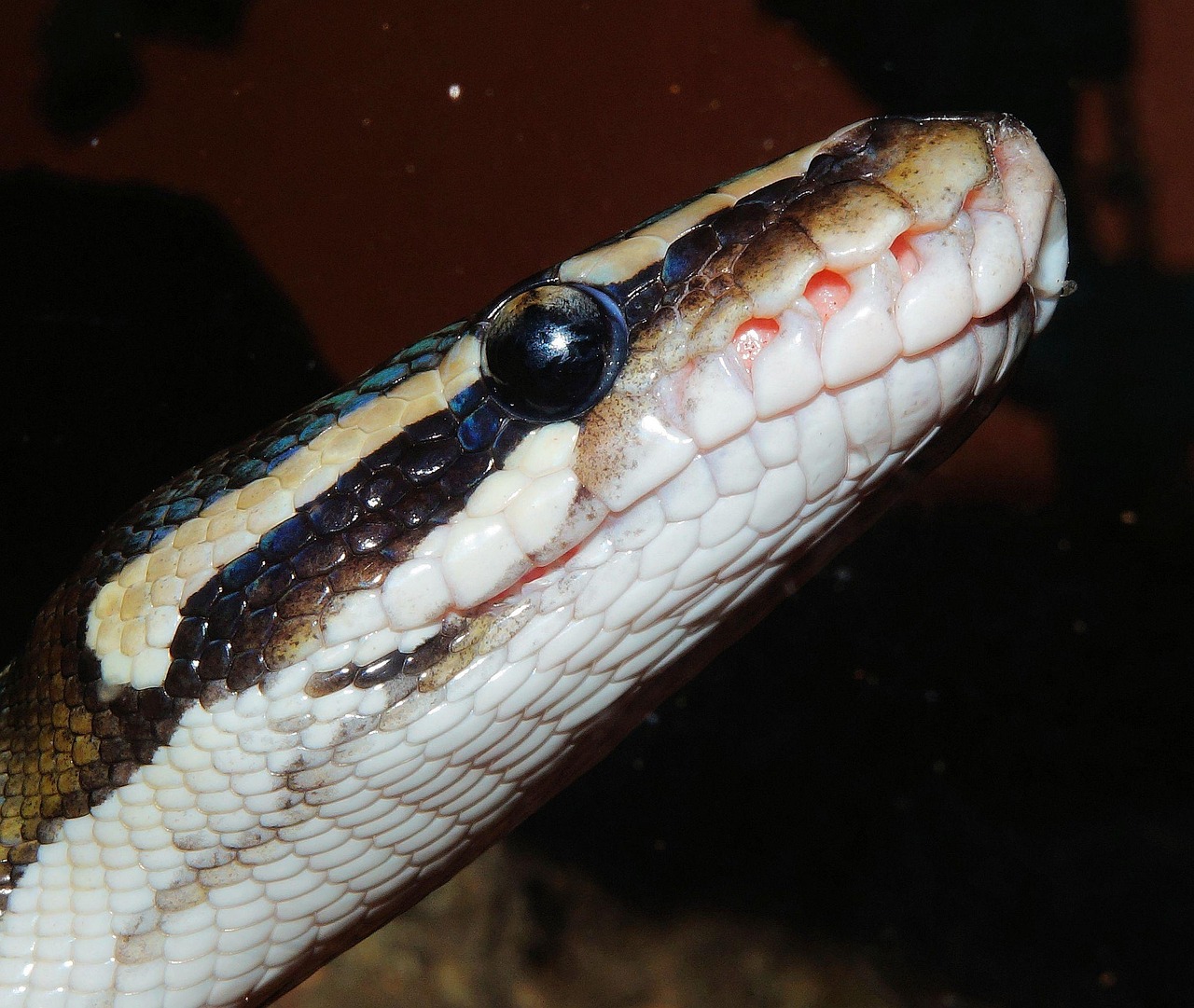 Python for Beginners [2026]: What to Learn First and What to Skip