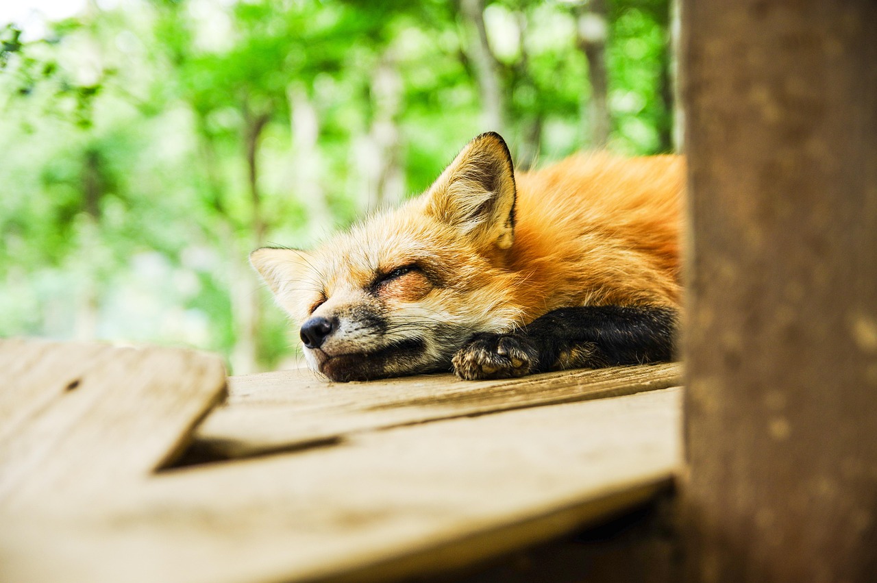 Sleep Optimization [2026]: 7 Evidence-Based Fixes for Better Rest