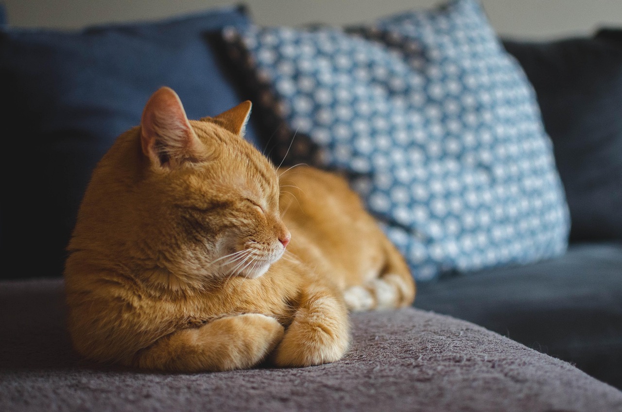 Understanding Cat Behavior in 2026: What Your Cat Is Actually Communicating