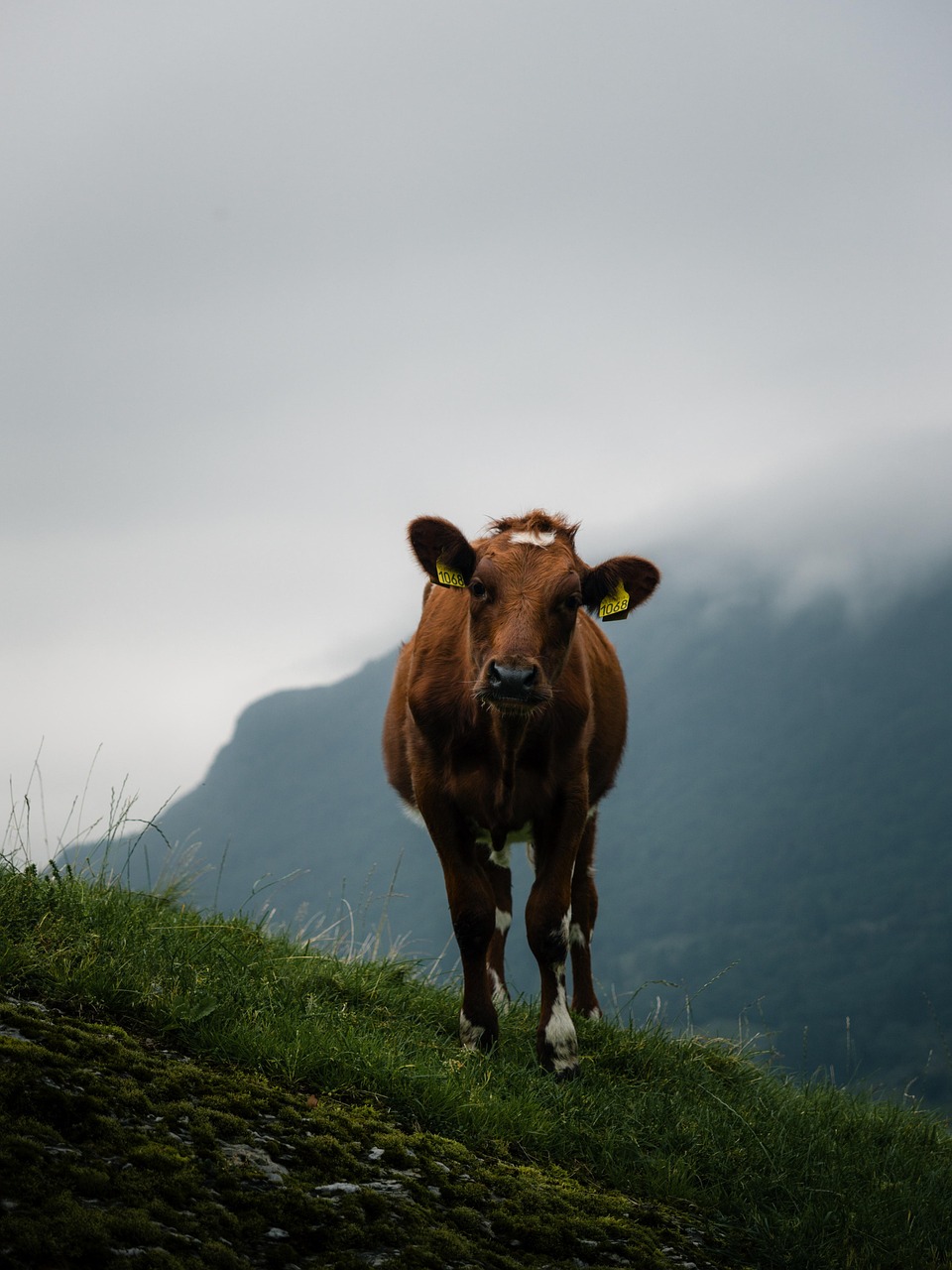 Urban Wildlife in 2026: 7 Animals You Share Your City With and How to Actually Coexist