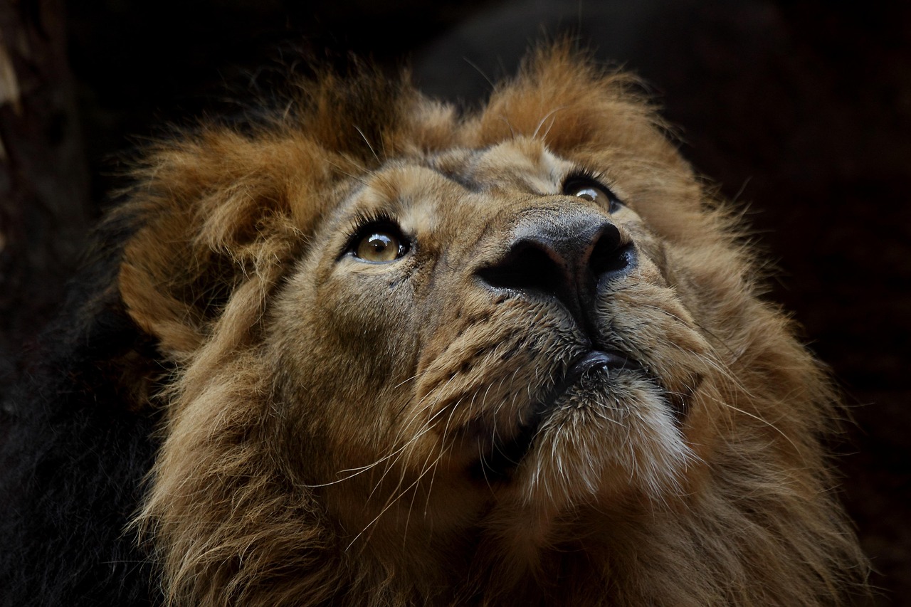 Urban Wildlife in 2026: 7 Animals You Share Your City With and How to Actually Coexist
