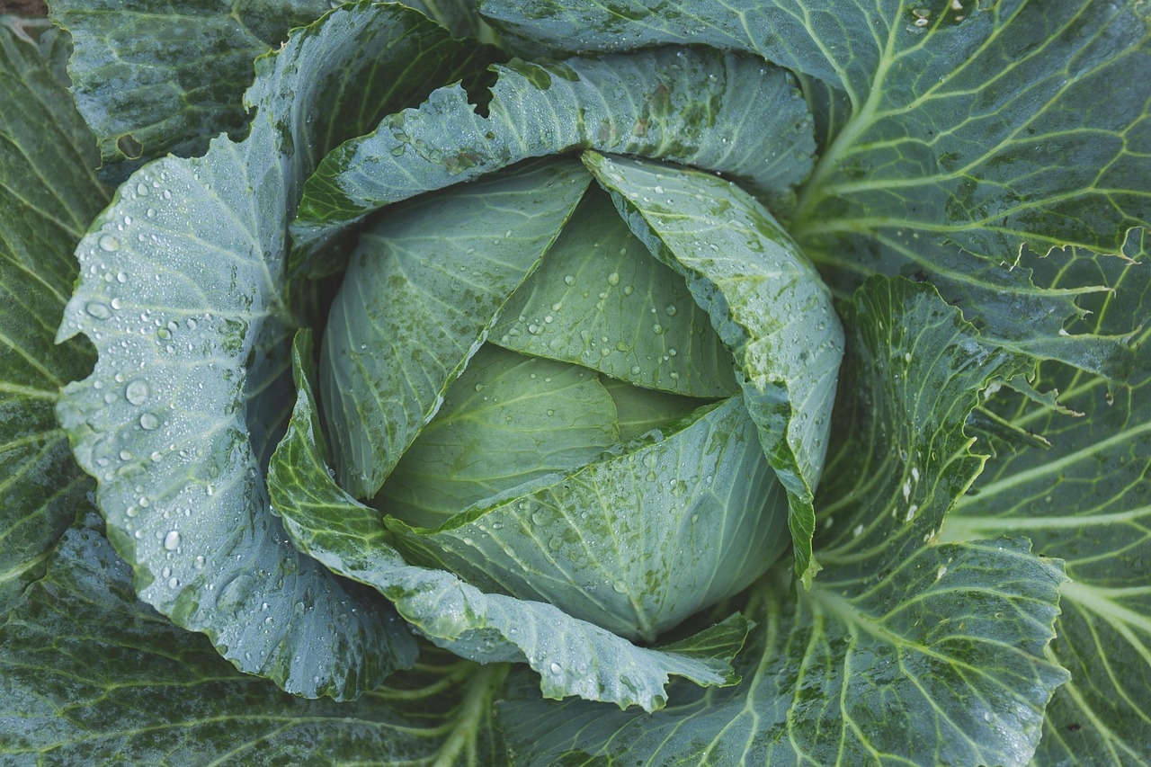 Starting a Vegetable Garden [2026]: What Grows Well and What Doesn't