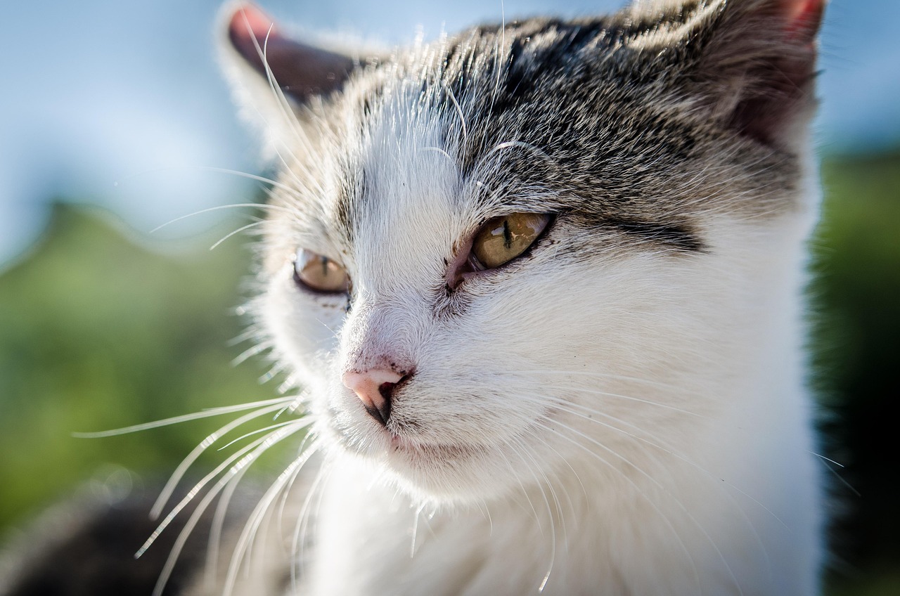 Veterinary Care in 2026: The Honest Guide to What Your Pet Actually Needs