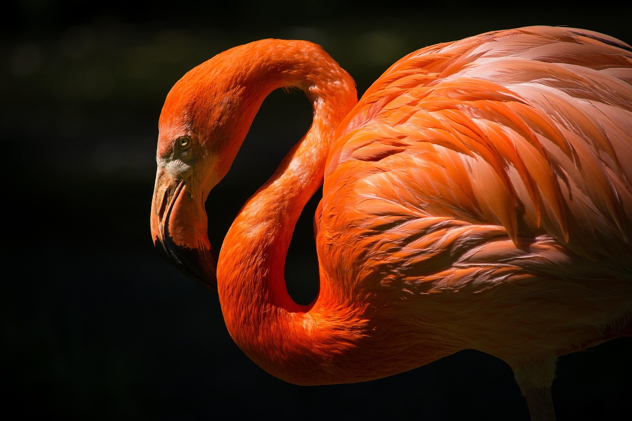 Wildlife Photography: Getting Started Without the $10,000 Setup [2026]
