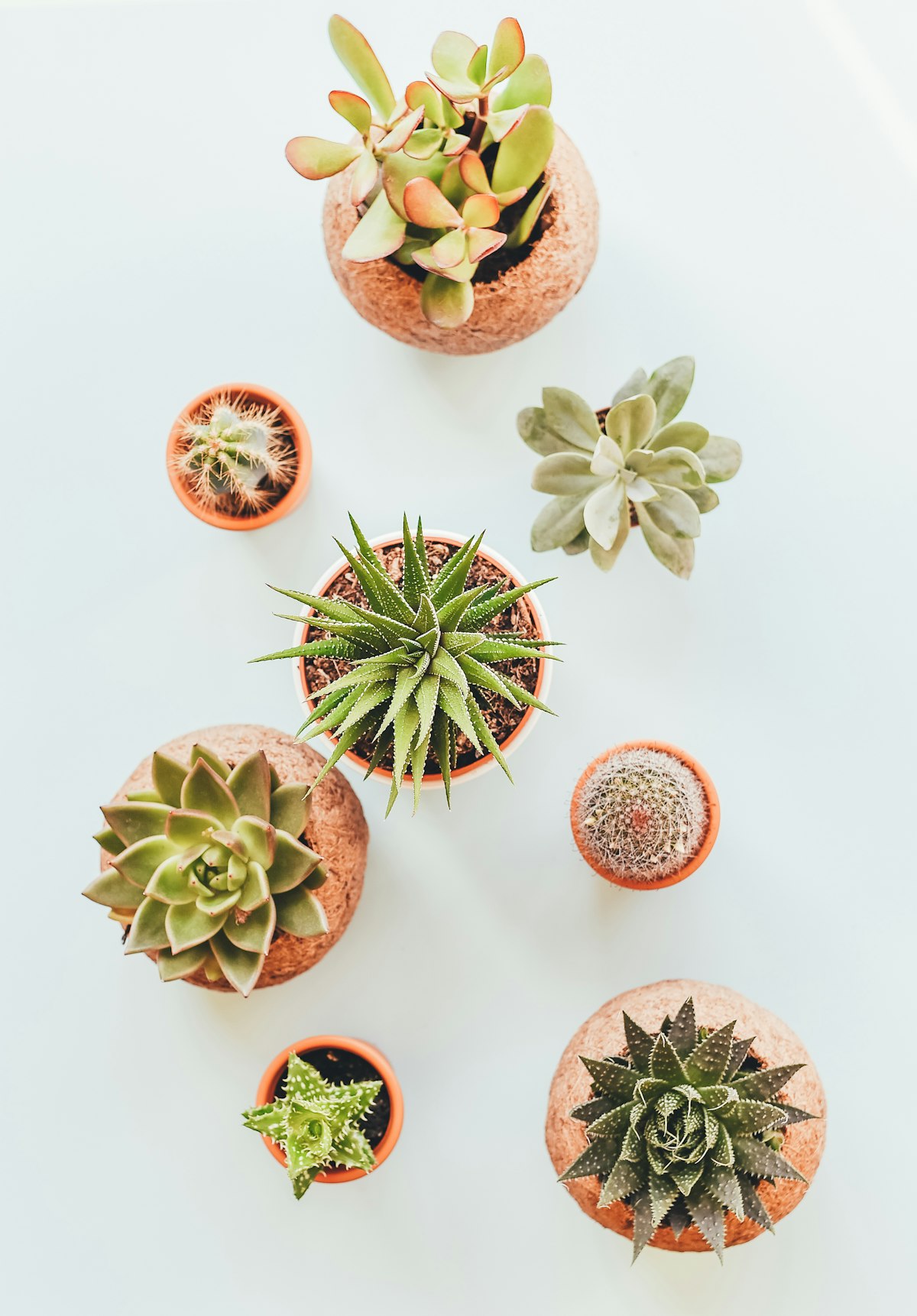 Indoor Plants [2026]: Why They Keep Dying and How to Fix It