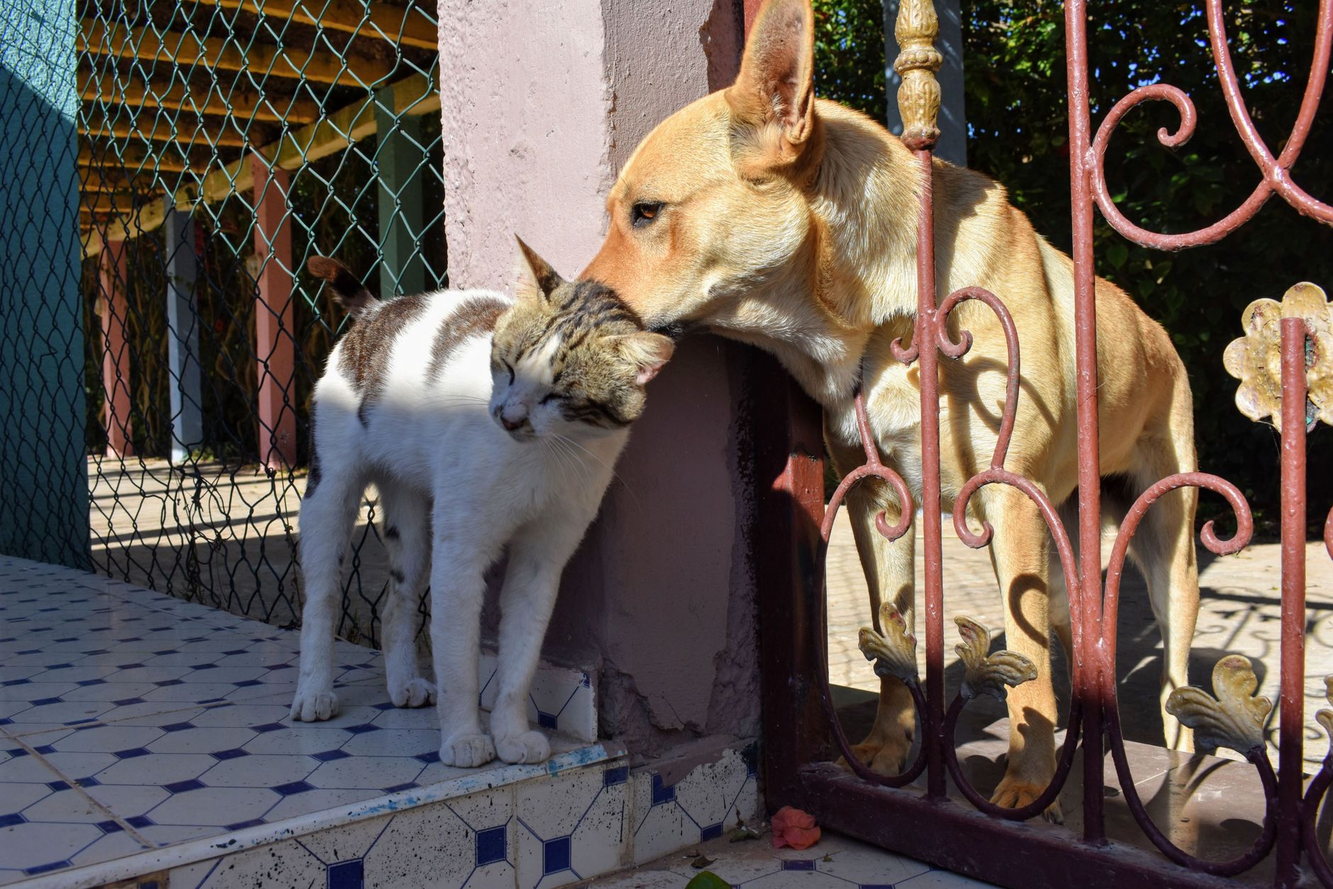 Reading Pet Body Language [2026]: What Your Cat and Dog Are Actually Telling You
